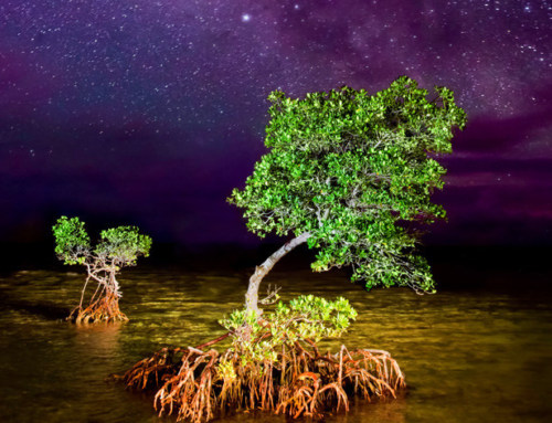 Gallery of Light opens its doors…Virtually